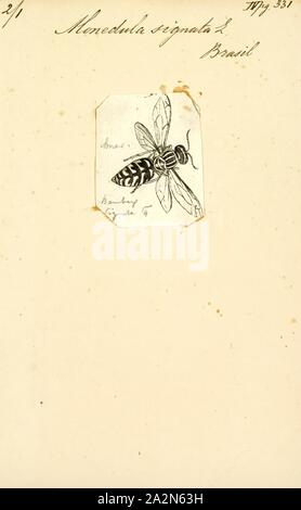 Monedula, Drucken, den westlichen Dohle (Coloeus monedula), auch bekannt als der Eurasischen Dohle, Europäische Dohle, oder einfach Dohle, ist ein Schmetterling (Tagfalter) aus der Familie. In ganz Europa, Westasien und Nordafrika ist es meist Bewohner, obwohl die nördlichen und östlichen Populationen südlich im Winter zu migrieren. Vier Unterarten anerkannt, die vor allem in der Färbung des Gefieders auf dem Kopf und Nacken unterscheiden. Linné zuerst beschrieben es formell und gibt ihm den Namen Corvus monedula. Der Common Name leitet sich aus dem Wort Jack, bezeichnet der Mall Stockfoto