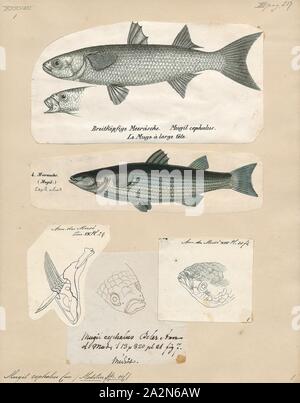 Mugil cephalus, Drucken, der flathead Meeräschen (Mugil cephalus) ist ein wichtiges Nahrungsmittel Fischarten in die meeräsche Familie Mugilidae. Es ist in den tropischen und subtropischen Gewässern zu finden ist. Seine Länge ist in der Regel 30 bis 75 Zentimeter (12 bis 30). Es ist mit vielen englischen Namen, einschließlich der flathead Meeräsche bekannt, gestreifte Meerbarbe (USA, Amerikanische Fischerei Gesellschaft name), schwarze Meeräsche, bully Meeräsche, gemeinsame Meeräsche, Meeräschen, Meer und Meeräsche Meeräsche, unter anderem., 1700-1880 Stockfoto