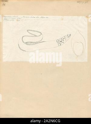 Muraena Helena, Drucken, das Mittelmeer Moray (manchmal auch als Römische Aal, muraena Helena, زريمباية) ist ein Fisch, der muränen Familie. Es war ein langer Aal - wie Körper und ist in der östlichen Atlantik und Mittelmeer gefunden. Ihr Biss ist für den Menschen ungefährlich., 1774-1804 Stockfoto