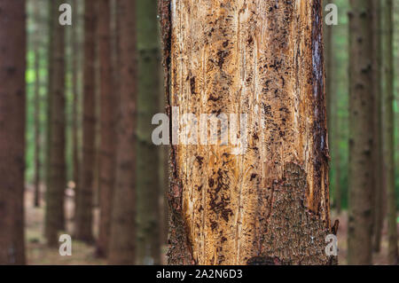 Schäden durch Borkenkäfer in einem Wald in Sachsen Deutschland Stockfoto