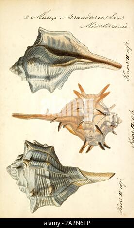 Murex brandaris, Drucken, Bolinus brandaris (ursprünglich "Murex brandaris durch Carl von Linné und auch Haustellum brandaris), und allgemein als die violetten Farbstoff murex oder die stachelige Färbung - murex genannt, ist eine Pflanzenart aus der Gattung der mittleren räuberischen Seeschnecke, ein essbares aus der Familie Muricidae, die murex Schnecken oder den Fels Schnecken Stockfoto