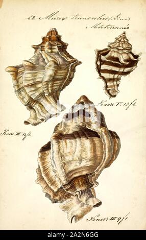 Murex trunculus, Drucken, purpurschnecke trunculus (auch bekannt als Murex trunculus, Phyllonotus trunculus oder der gebänderte Färbung - murex) ist eine mittelgroße Seeschnecke, aus der Familie der murex Muricidae, Muscheln oder Schnecken Stockfoto