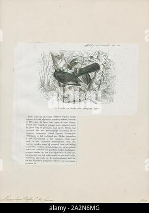 Musophaga rossae, Drucken, Ross's Needles oder Lady Ross turaco (Musophaga rossae) ist hauptsächlich ein bläulich-lila African Bird Der Needles Familie, Musophagidae., 1872 Stockfoto