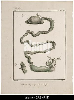 Myrmecophaga didactyla, Drucken, riesigen ameisenbär, die riesigen ameisenbär (Myrmecophaga tridactyla), auch als die Ameise Bär genannt, ist ein Säugetier insectivorous native nach Mittel- und Südamerika. Er ist einer von vier Arten von ameisenbären, die einzige ihrer Art der Gattung Myrmecophaga und Faultiere in der Reihenfolge Pilosa klassifiziert. Diese Art ist vor allem auf dem Land, im Gegensatz zu anderen lebenden Ameisenbären, Faultiere, die ARBOREAL oder semiarboreal sind. Die riesigen ameisenbär ist die größte ihrer Familie, 182 bis 217 cm (5.97 bis 7.12 ft) Länge, mit Gewichten von 33 bis 50 kg (73 bis 110 lb) für Männer Stockfoto