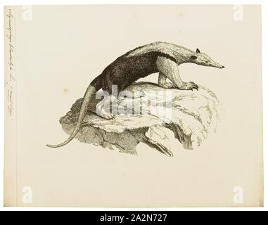 Myrmecophaga tetradactyla, Ausdrucken, die Southern tamandua (Tamandua tetradactyla), auch genannt die collared Ameisenbär oder weniger Ameisenbär, ist eine Pflanzenart aus der Gattung der Ameisenbär aus Südamerika. Es ist ein einsames Tier, in vielen Lebensräumen von Reifen zu sehr gestört sekundäre Wälder und ariden Savannen. Er ernährt sich von Ameisen, Termiten, Bienen. Seine sehr starke Fore klauen kann verwendet werden, um Insekten Nester zu brechen oder sich zu verteidigen., 1700-1880 Stockfoto