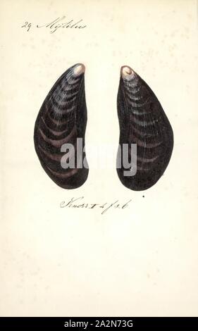 Mytilus edulis, Ausdrucken, die Miesmuschel (Mytilus edulis), auch als die gemeinsame Mussel bekannt, ist eine mittlere Genießbare marine Muschelart in der Familie Mytilidae, der Miesmuscheln. Miesmuscheln sind abhängig von der kommerziellen Verwendung und die intensive Aquakultur. Eine Art mit einer großen Auswahl, leere Tanks, häufig an den Stränden rund um die Welt gefunden werden Stockfoto