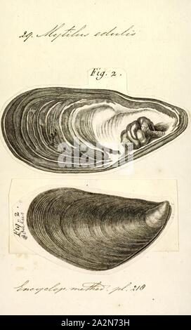 Mytilus edulis, Ausdrucken, die Miesmuschel (Mytilus edulis), auch als die gemeinsame Mussel bekannt, ist eine mittlere Genießbare marine Muschelart in der Familie Mytilidae, der Miesmuscheln. Miesmuscheln sind abhängig von der kommerziellen Verwendung und die intensive Aquakultur. Eine Art mit einer großen Auswahl, leere Tanks, häufig an den Stränden rund um die Welt gefunden werden Stockfoto
