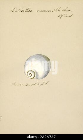 Natica mamilla, Drucken, Polinices mammilla ist eine Pflanzenart aus der Gattung der räuberischen Seeschnecke aus der Familie, dem Mond Schnecken Naticidae Stockfoto