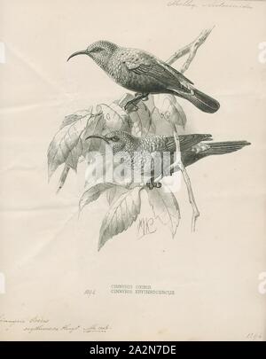 Nectarinia erythrocerca, Ausdrucken, die rot-chested Sunbird (Cinnyris erythrocercus) ist eine Vogelart aus der Familie Nectariniidae. Es ist in Burundi, Demokratische Republik Kongo, Äthiopien, Kenia, Ruanda, Sudan, Tansania und Uganda., 1876-1880 gefunden Stockfoto