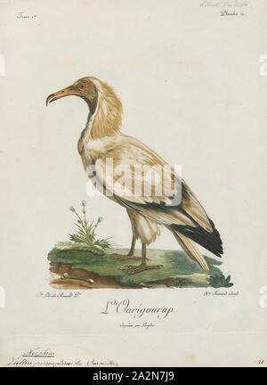 Neophron percnopterus, Drucken, den Schmutzgeier (Neophron percnopterus), auch genannt die Weißen scavenger Geier oder des Pharao Huhn, ist eine kleine Alte Welt Geier und das einzige Mitglied der Gattung Neophron. Es ist weit verbreitet; Die ägyptische Geier ist von der Iberischen Halbinsel und Nordafrika nach Indien gefunden. Die kontrastierenden underwing Muster und keilförmigen Schwanz machen es unverwechselbar im Flug wie es steigt in der Thermik in den wärmeren Teilen der Tag. Schmutzgeier ernähren sich hauptsächlich von Aas, sondern sind opportunistische und wird Jagd auf kleine Säugetiere, Vögel und Reptilien. Sie ernähren sich auch auf Stockfoto