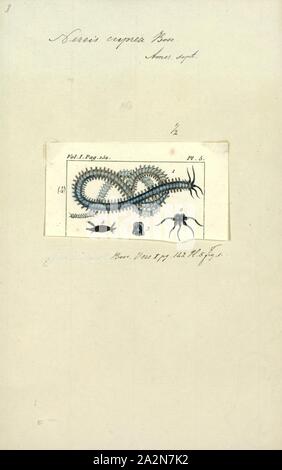 Nereis cuprea, Drucken, Nereis ist eine Gattung der polychaete Worms in der Familie Nereididae. Sie umfasst viele Arten, von denen die meisten Marine sind. Nereis besitzen Seten und parapodia für Fortbewegung. Sie können zwei Arten von Haaren, die auf der Parapodia gefunden werden. Nadelig seten unterstützen. Bewegungsapparat chaetae sind für Kriechen, und sind die Borsten, die sichtbar an der Außenseite der Polychaeta sind. Sie sind eine zylindrische Form, fand nicht nur in den sandigen Gebieten, und Sie sind zu graben angepasst. Sie klammern sich an Seegras (Posidonia) oder andere Gras auf Felsen und manchmal in großen Gruppen zu sammeln. Sie Stockfoto