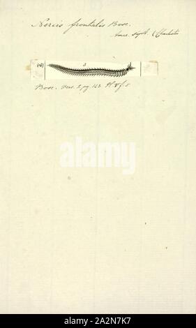 Nereis frontalis, Drucken, Nereis ist eine Gattung der polychaete Worms in der Familie Nereididae. Sie umfasst viele Arten, von denen die meisten Marine sind. Nereis besitzen Seten und parapodia für Fortbewegung. Sie können zwei Arten von Haaren, die auf der Parapodia gefunden werden. Nadelig seten unterstützen. Bewegungsapparat chaetae sind für Kriechen, und sind die Borsten, die sichtbar an der Außenseite der Polychaeta sind. Sie sind eine zylindrische Form, fand nicht nur in den sandigen Gebieten, und Sie sind zu graben angepasst. Sie klammern sich an Seegras (Posidonia) oder andere Gras auf Felsen und manchmal in großen Gruppen sammeln Stockfoto