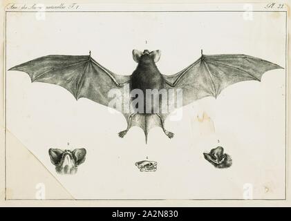 Nyctinomus brasiliensis, Drucken, die Mexikanische free-tailed bat oder brasilianischen Kostenlose-tailed bat (Tadarida brasiliensis) ist eine mittelgroße Fledermaus native auf den Americas, angesehen als eine der am häufigsten vorkommenden Säugetiere in Nordamerika. Seine Empfänglichkeit gegenüber Rastplätze in riesiger Anzahl an relativ wenigen Orten macht es anfällig für die Zerstörung der Lebensräume, trotz seiner Fülle. Die Fledermaus ist als eine Art von besonderem Interesse in Kalifornien als Folge der rückläufigen Bevölkerung. Es wurde behauptet, die schnellste horizontale Geschwindigkeit zu haben (im Gegensatz tauchen Geschwindigkeit zu bücken) von jedem Tier, erreichen nach oben Boden Stockfoto