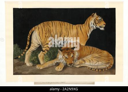 Panthera tigris Tigris, Drucken, Panthera tigris Tigris ist ein Tiger Unterarten in kontinentalen Asiens, das aus folgenden tiger Populationen:, 1753-1834 Stockfoto