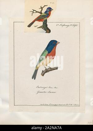 Passerina ciris, Drucken, die bemalten Bunting (Passerina ciris) ist eine Pflanzenart aus der Familie der Kardinal, Cardinalidae, dass in Nordamerika heimisch ist. Die hellen Gefieder des Männchens kommt erst im zweiten Jahr des Lebens; im ersten Jahr, die Sie nur vom Weibchen durch sorgfältige Kontrolle unterschieden werden kann., 1700-1880 Stockfoto