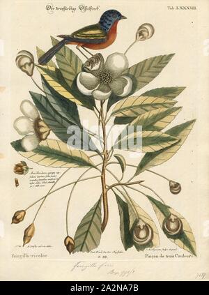 Passerina ciris, Drucken, die bemalten Bunting (Passerina ciris) ist eine Pflanzenart aus der Familie der Kardinal, Cardinalidae, dass in Nordamerika heimisch ist. Die hellen Gefieder des Männchens kommt erst im zweiten Jahr des Lebens; im ersten Jahr, die Sie nur vom Weibchen durch sorgfältige Kontrolle unterschieden werden kann., 1700-1880 Stockfoto