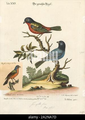 Passerina ciris, Drucken, die bemalten Bunting (Passerina ciris) ist eine Pflanzenart aus der Familie der Kardinal, Cardinalidae, dass in Nordamerika heimisch ist. Die hellen Gefieder des Männchens kommt erst im zweiten Jahr des Lebens; im ersten Jahr, die Sie nur vom Weibchen durch sorgfältige Kontrolle unterschieden werden kann., 1700-1880 Stockfoto