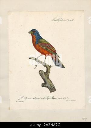 Passerina ciris, Drucken, die bemalten Bunting (Passerina ciris) ist eine Pflanzenart aus der Familie der Kardinal, Cardinalidae, dass in Nordamerika heimisch ist. Die hellen Gefieder des Männchens kommt erst im zweiten Jahr des Lebens; im ersten Jahr, die Sie nur vom Weibchen durch sorgfältige Kontrolle unterschieden werden kann., 1825-1834 Stockfoto