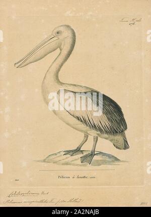 Pelecanus conspicillatus, Ausdrucken, die Australian pelican (Pelecanus conspicillatus) ist eine große wasservogelabkommens in der Familie Pelecanidae, weit verbreitete auf der Binnen- und Küstengewässer von Australien und Neuguinea, in Fidschi, Teile von Indonesien und als Vagabund in Neuseeland. Es ist ein überwiegend weißen Vogel mit schwarzen Flügeln und einem rosa Rechnung. Es wurde als die längste Bill von lebendigen Vogel aufgezeichnet. Er frisst hauptsächlich Fisch, aber auch verbrauchen, Vögel und Spülpumpe für Schrotte, wenn die Gelegenheit entsteht., 1700-1880 Stockfoto