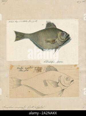 Compressus Pempheris, Drucken, Pempheris vanicolensis (vorne). Pempheris ist eine Gattung der Kehrmaschinen native auf den Atlantischen, Indischen und Pazifischen Ozean., 1700-1880 Stockfoto