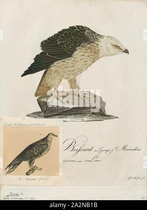 Pernis apivorus, Ausdrucken, die Europäischen Wespenbussard (Pernis apivorus), auch bekannt als die pern oder gemeinsamen pern, ist ein Raubvogel in der Familie Accipitridae., 1700-1880 Stockfoto