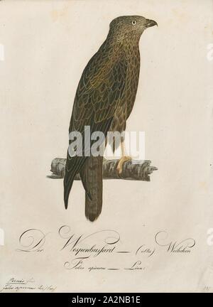 Pernis apivorus, Ausdrucken, die Europäischen Wespenbussard (Pernis apivorus), auch bekannt als die pern oder gemeinsamen pern, ist ein Raubvogel in der Familie Accipitridae., 1800-1812 Stockfoto