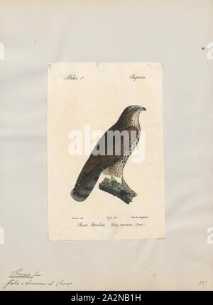 Pernis apivorus, Ausdrucken, die Europäischen Wespenbussard (Pernis apivorus), auch bekannt als die pern oder gemeinsamen pern, ist ein Raubvogel in der Familie Accipitridae., 1842-1848 Stockfoto