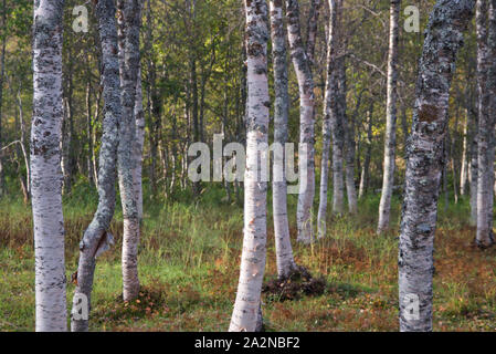 Herbstfarben in Norwegen, Troms County Stockfoto