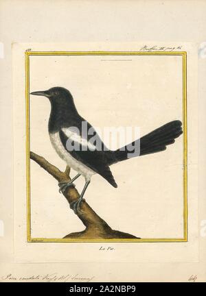 Pica caudata, Ausdrucken, die Eurasian magpie oder gemeinsamen Magpie (Pica Pica) ist ein Bewohner Brutvogel in der gesamten nördlichen Teil des eurasischen Kontinents. Es ist eines von mehreren Vögeln in die Krähe Familie benannten Elstern, und gehört zu den Holarctic Strahlung von 'Monochrome' Elstern. In Europa, 'magpie" durch englische Muttersprachler als Synonym für die Europäische Elster: Die einzige andere Magpie in Europa ist die Iberischen magpie (Cyanopica cooki), die auf der iberischen Halbinsel., 1700-1880 begrenzt ist Stockfoto