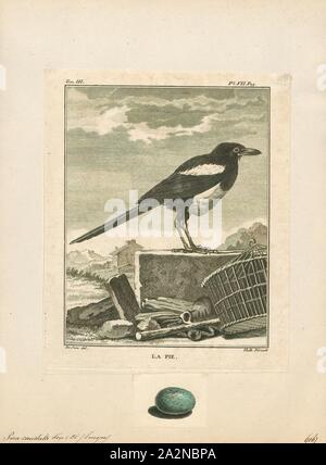 Pica caudata, Ausdrucken, die Eurasian magpie oder gemeinsamen Magpie (Pica Pica) ist ein Bewohner Brutvogel in der gesamten nördlichen Teil des eurasischen Kontinents. Es ist eines von mehreren Vögeln in die Krähe Familie benannten Elstern, und gehört zu den Holarctic Strahlung von 'Monochrome' Elstern. In Europa, 'magpie" durch englische Muttersprachler als Synonym für die Europäische Elster: Die einzige andere Magpie in Europa ist die Iberischen magpie (Cyanopica cooki), die auf der iberischen Halbinsel., 1700-1880 begrenzt ist Stockfoto