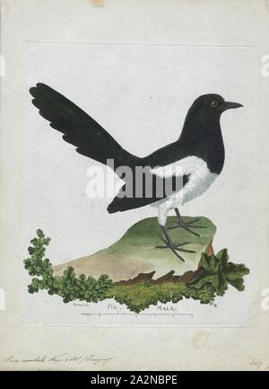 Pica caudata, Ausdrucken, die Eurasian magpie oder gemeinsamen Magpie (Pica Pica) ist ein Bewohner Brutvogel in der gesamten nördlichen Teil des eurasischen Kontinents. Es ist eines von mehreren Vögeln in die Krähe Familie benannten Elstern, und gehört zu den Holarctic Strahlung von 'Monochrome' Elstern. In Europa, 'magpie" durch englische Muttersprachler als Synonym für die Europäische Elster: Die einzige andere Magpie in Europa ist die Iberischen magpie (Cyanopica cooki), die auf der iberischen Halbinsel., 1790-1796 begrenzt ist Stockfoto