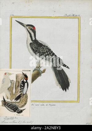 Picus villosus, Drucken, 1700-1880 Stockfoto