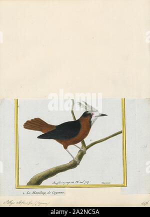 Pithys albifrons, Drucken, die Weiß gefiederten antbird (Pithys Albifrons) ist eine kleine Art von Insectivorous Vogel in der understories von Regenwäldern. Es ist kleiner als die meisten Arten von seiner Familie (Thamnophilidae), mit einem Gewicht von 26 Gramm im Durchschnitt. Die Familie Thamnophilidae allgemein bekannt als antbirds, wie Sie verwenden, um das Vorhandensein der Ameisen (Armee Ameisen im Besonderen) Essen zu finden. Diese Sorte ist weitgehend solitären, außer während der Brutzeit, und verschiedene Einzelpersonen werden einzelne Ameise schwärmen Folgen., 1700-1880 Stockfoto