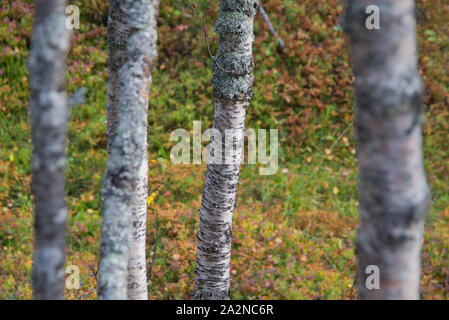 Herbstfarben in Norwegen, Troms County Stockfoto