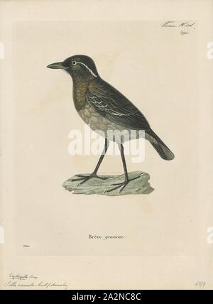 Pitta venusta, Drucken, die anmutige Pitta (Erythropitta venusta), manchmal auch bekannt als der schwarze - gekrönte Pitta (obwohl eine andere Art mehr regelmäßig aufgerufen wird Schwarz - gekrönte Pitta (Erythropitta ussheri), ist eine Vogelart aus der Familie Pittidae, die in Sumatra, Indonesien auftritt. Ihr natürlicher Lebensraum ist subtropischen oder tropischen feuchten montane Wälder. Es ist der Verlust von Lebensraum bedroht., 1700-1880 Stockfoto