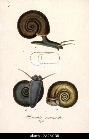 Tellerschnecke Corneus, Drucken, Planorbarius corneus, Common Name der großen Ramshorn, ist eine relativ große Arten von Atemluft- Süßwasser-Schnecke, eine aquatische Lungenschnecken aus der Familie Planorbidae, in das Horn Schnecken, oder planorbids, die alle sinistral oder Links-Coiling Muscheln Stockfoto