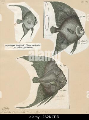 Platax vespertilio, Drucken, Platax ist eine Pflanzenart aus der Gattung der Indopazifischen, Riff-assoziierten Fisch aus der Familie der Ephippidae. Es gibt derzeit fünf bekannten rezenten Arten im Allgemeinen für die Gattung zu gehören. Sie einer der Fische Taxa, die allgemein als "fledermausfische bekannt Stockfoto