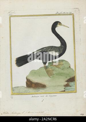 Plotus anhinga anhinga, Ausdrucken, die, manchmal auch als "snakebird, darter, amerikanische Schlangenhalsvogel oder Wasser aus der Türkei, ist ein Wasser Vogel der wärmeren Teilen Amerikas. Das Wort kommt aus dem Brasilianischen anhinga Tupi Sprache und bedeutet Teufel Vogel oder Schlange, Vogel. Die Herkunft des Namens snakebird ist offensichtlich, wenn Schwimmen: Nur die farbigen Hals erscheint über Wasser, so dass der Vogel wie eine Schlange bereit zum Streik aussieht. Sie haben keine externen Nares (Nase) und allein atmen durch ihre kehldeckel., 1700-1880 Stockfoto