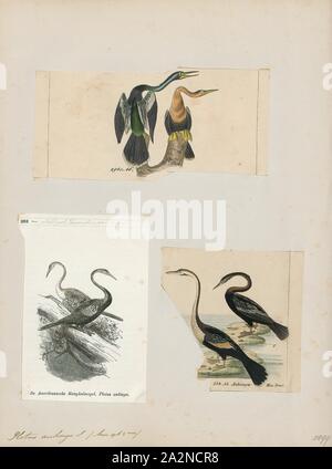 Plotus anhinga anhinga, Ausdrucken, die, manchmal auch als "snakebird, darter, amerikanische Schlangenhalsvogel oder Wasser aus der Türkei, ist ein Wasser Vogel der wärmeren Teilen Amerikas. Das Wort kommt aus dem Brasilianischen anhinga Tupi Sprache und bedeutet Teufel Vogel oder Schlange, Vogel. Die Herkunft des Namens snakebird ist offensichtlich, wenn Schwimmen: Nur die farbigen Hals erscheint über Wasser, so dass der Vogel wie eine Schlange bereit zum Streik aussieht. Sie haben keine externen Nares (Nase) und allein atmen durch ihre kehldeckel., 1700-1880 Stockfoto