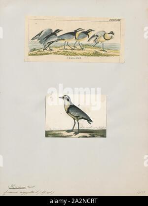 Pluvianus aegyptius, Drucken, die Ägyptische plover (Pluvianus aegyptius), auch bekannt als das Krokodil Vogel, ist ein WADER, das einzige Mitglied der Gattung Pluvianus. Die früher in der pratincole und Renner Familie, Glareolidae platziert werden, ist jetzt als einziges Mitglied seiner eigenen monotypische Familie Pluvianidae betrachtet., 1700-1880 Stockfoto