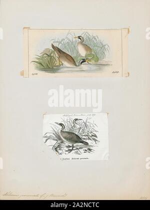 Podica personata, Drucken, African finfoot, die African finfoot (Podica senegalensis) ist ein Vogel aus der Familie der finfoots Heliornithidae (und sungrebe). Die Art lebt in den Flüssen und Seen der West-, Zentral- und Südliches Afrika., 1700-1880 Stockfoto