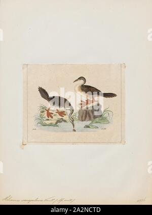 Podica senegalensis, Ausdrucken, die African finfoot (Podica senegalensis) ist ein Vogel aus der Familie der finfoots Heliornithidae (und sungrebe). Die Art lebt in den Flüssen und Seen der West-, Zentral- und Südliches Afrika., 1820-1863 Stockfoto