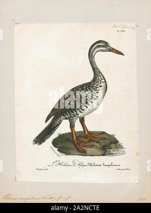 Podica senegalensis, Ausdrucken, die African finfoot (Podica senegalensis) ist ein Vogel aus der Familie der finfoots Heliornithidae (und sungrebe). Die Art lebt in den Flüssen und Seen der West-, Zentral- und Südliches Afrika., 1825-1834 Stockfoto