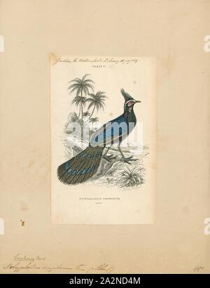 Polyplectron emphanum, Ausdrucken, die palawan Pfau-Fasan (Polyplectron napoleonis) ist eine mittlere (bis zu 50 cm langen) Vogel in der Familie Phasianidae., 1833-1866 Stockfoto
