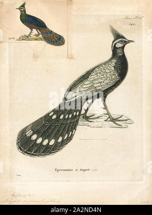 Polyplectron emphanum, Ausdrucken, die palawan Pfau-Fasan (Polyplectron napoleonis) ist eine mittlere (bis zu 50 cm langen) Vogel in der Familie Phasianidae Stockfoto