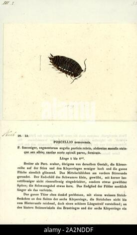 Porcellio nemorensis, Drucken, Porcellio ist eine Gattung der Asseln in der Familie Porcellionidae. Diese Krebse sind im Wesentlichen weltweit. Eine bekannte Art ist der Gemeinsame rough woodlouse, Porcellio scaber Stockfoto