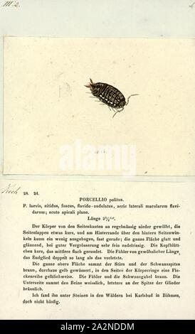 Porcellio politus, Drucken, Porcellio ist eine Gattung der Asseln in der Familie Porcellionidae. Diese Krebse sind im Wesentlichen weltweit. Eine bekannte Art ist der Gemeinsame rough woodlouse, Porcellio scaber Stockfoto