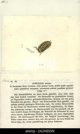 Porcellio serialis, Drucken, Porcellio ist eine Gattung der Asseln in der Familie Porcellionidae. Diese Krebse sind im Wesentlichen weltweit. Eine bekannte Art ist der Gemeinsame rough woodlouse, Porcellio scaber Stockfoto