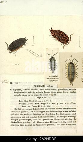 Porcellio scaber, Drucken, Porcellio scaber (andernfalls bekannt als die gemeinsame Rough woodlouse oder einfach Rough woodlouse), ist eine Pflanzenart aus der Gattung der woodlouse heimisch in Europa, sondern mit einer kosmopolitischen Verteilung. Sie sind oft in großer Zahl in den meisten Regionen gefunden, mit vielen Arten (Spitzmäuse, Tausendfüßler, Kröten, Spinnen und sogar einige Vögel) preying auf Sie Stockfoto