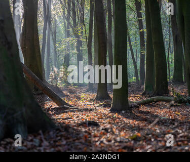 Weiches Licht in Wäldern, Großbritannien Stockfoto